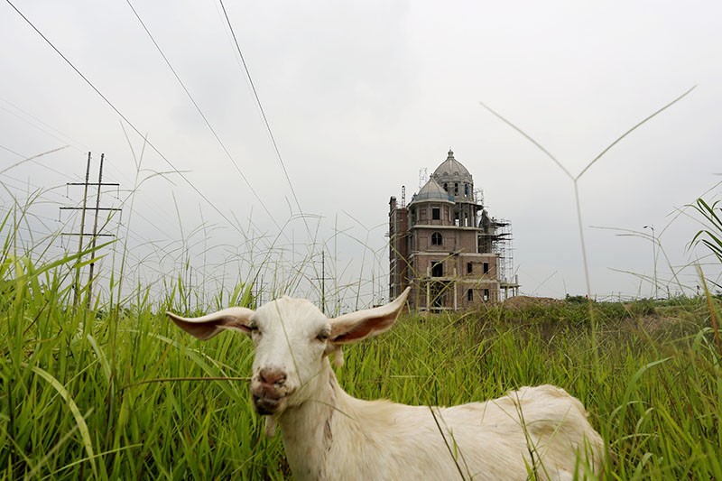 Dê ung dung gặm cỏ gần biệt thự không phép trong Khu đô thị Phú Lương