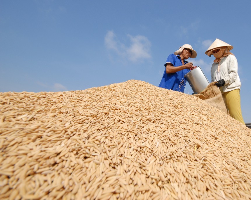 Mỗi năm, Việt Nam sản xuất được từ 40 - 43,5 triệu tấn lúa (khoảng 27,2 triệu tấn gạo). Ảnh: Lê Toàn