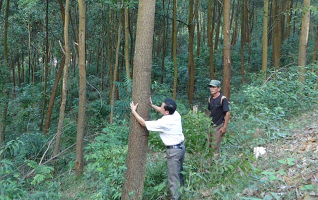 Quản lý rừng, hướng tiếp cận mới dựa vào công nghệ