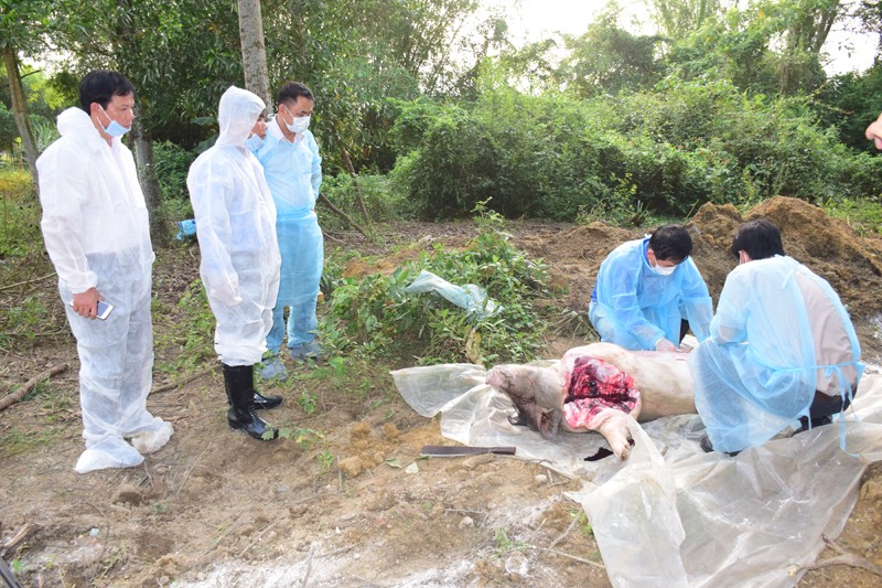 FAO và Tổ chức Thú y Thế giới giúp Việt Nam ứng phó dịch tả lợn châu Phi 