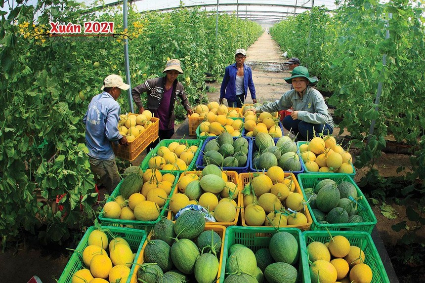 Nông sản Việt Nam đang rộng cửa vào châu Âu.