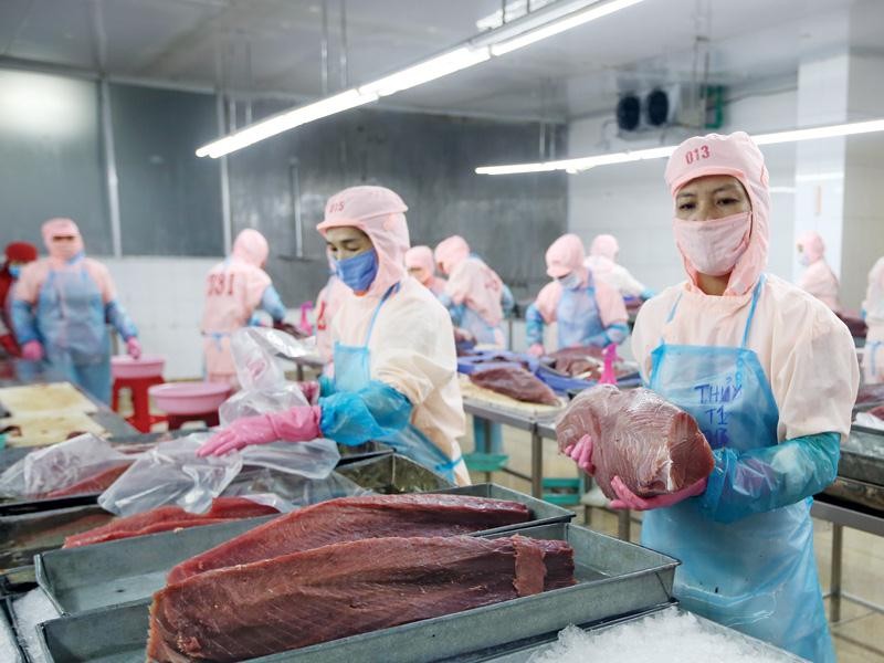 Hệ số ICOR của Việt Nam vẫn cao so với mức bình quân của thế giới. Trong ảnh: Chế biến cá ngừ xuất khẩu tại Công ty TNHH Thủy sản Hồng Ngọc (Phú Yên). Ảnh: Đ.T
