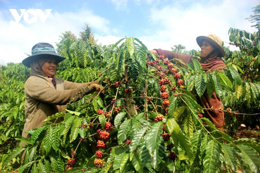 Nông dân Đắk Lắk nâng cao chất lượng cà phê từ thu hoạch quả chín.