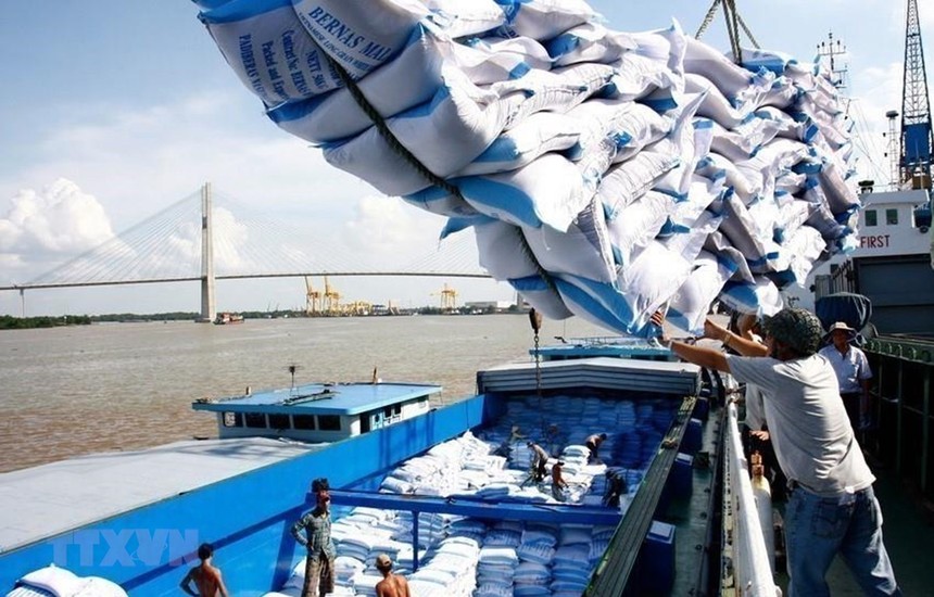 Với việc EVFTA được thông qua, EU dành cho Việt Nam một hạn mức 80.000 tấn gạo mỗi năm với mức thuế 0%, xuất khẩu gạo vào EU có thể tăng gấp 4 lần. (Ảnh: TTXVN)