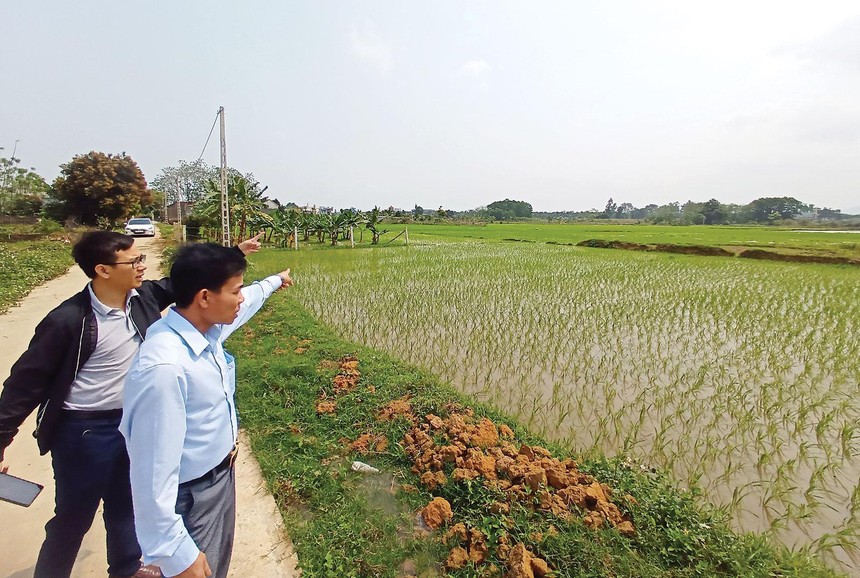 Môi giới dẫn phóng viên đi bán… ruộng lúa ở Thạch Thất. Ảnh: Dũng Minh