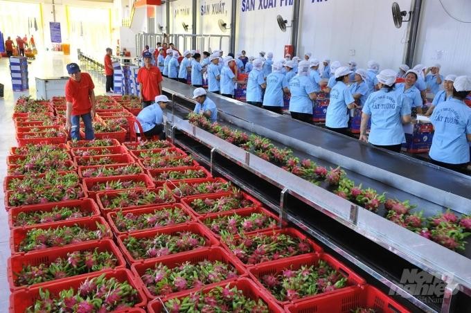 Xuất khẩu hàng rau quả của Việt Nam trong tháng 8/2021 đạt 230 triệu USD, mức thấp nhất kể từ tháng 7/2020.