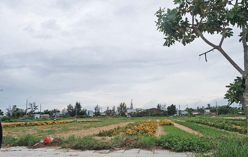 Hạ tầng “chắp vá”, nhiều dự án tại Khu đô thị mới Điện Nam - Điện Ngọc biến thành nơi trồng rau, trồng hoa