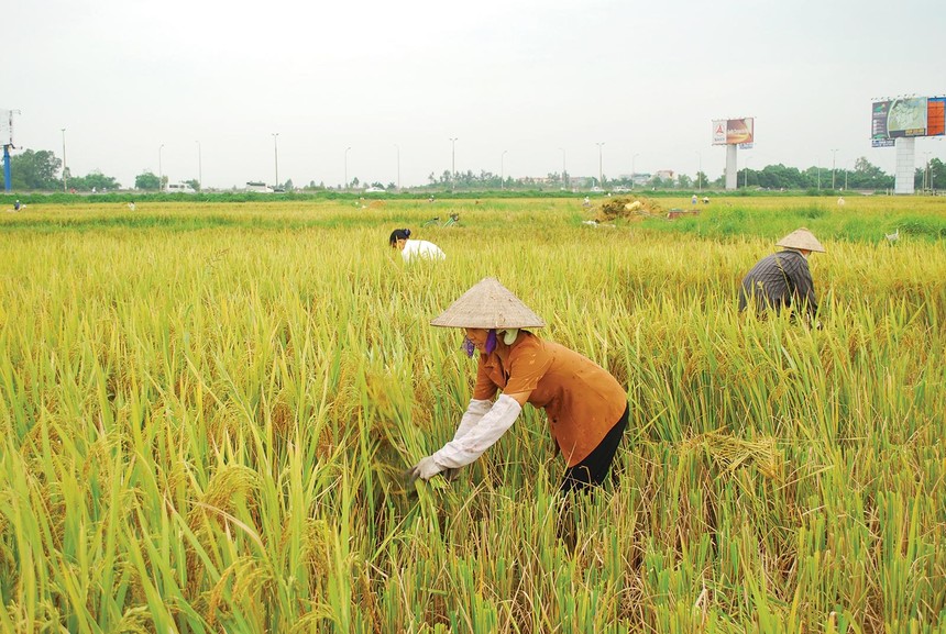 Hoạt động tín dụng của Agribank luôn tích cực với ngành lúa gạo. Ảnh: Dũng Minh 