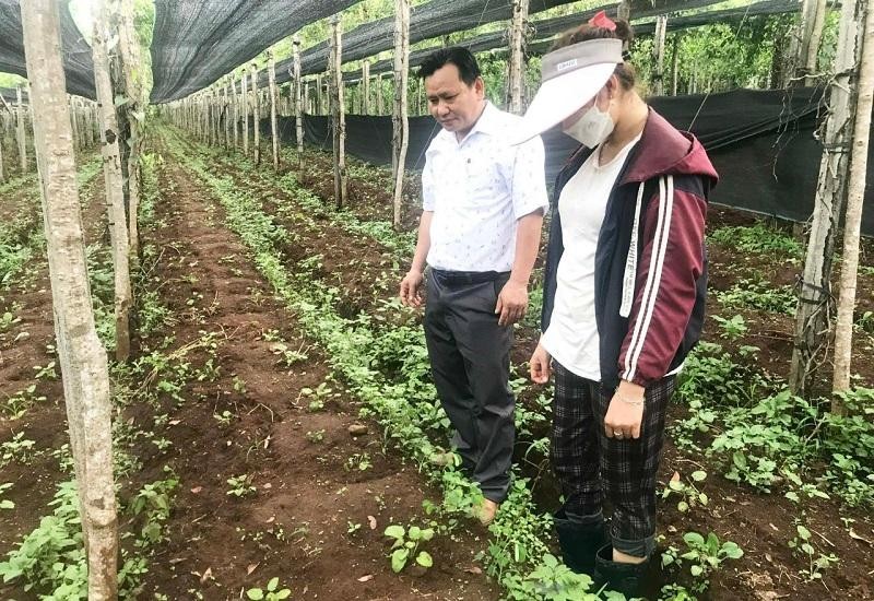 Tính đến nay, tỉnh Gia Lai đầu tư và phát triển gần 4.000 ha cây dược liệu. Ảnh: Nguyễn Diệp