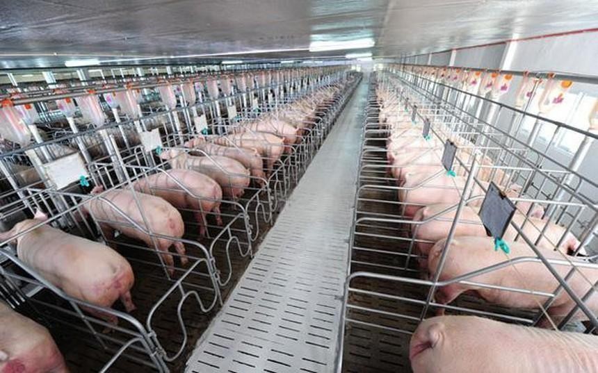 Nông nghiệp BaF Việt Nam nhận thêm một công ty chăn nuôi lợn