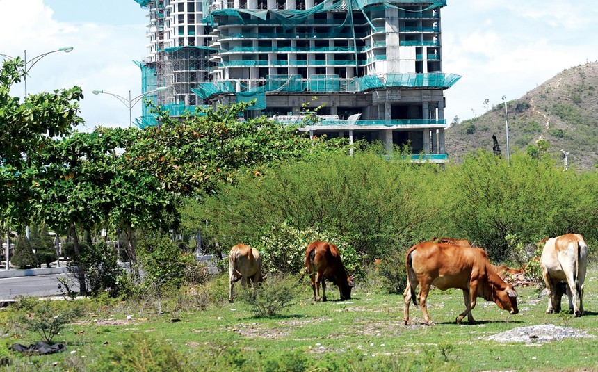 Nhiều dự án nhà ở tại Hà Nội bị bỏ hoang hóa, trở thành bãi chăn thả gia súc. Ảnh: Dũng Minh