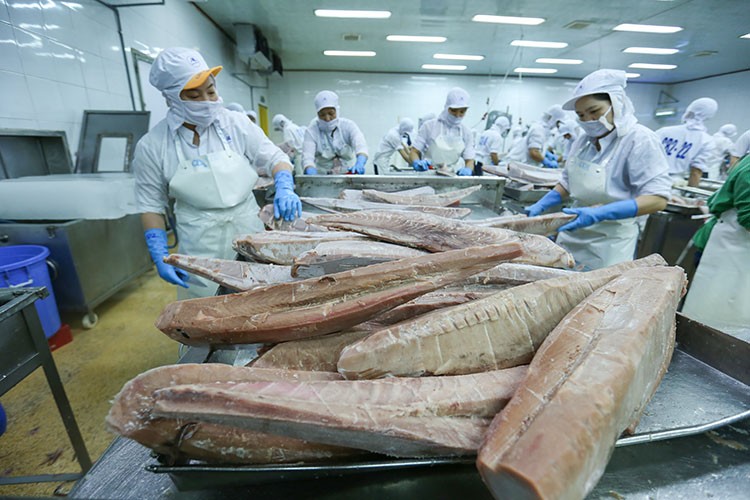 Kết thúc năm 2022, lần đầu tiên cá ngừ trở thành ngành hàng xuất khẩu giá trị tỷ USD.