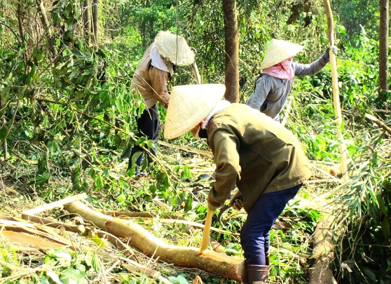 “Cảnh báo đỏ” các Chủ tịch huyện ở Quảng Ngãi liên quan đến thu mua gỗ keo