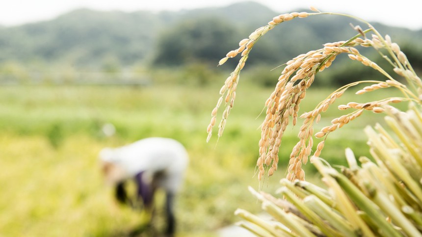 Nga tuyên bố cấm xuất khẩu gạo 'tạm thời'. Ảnh: Getty Images