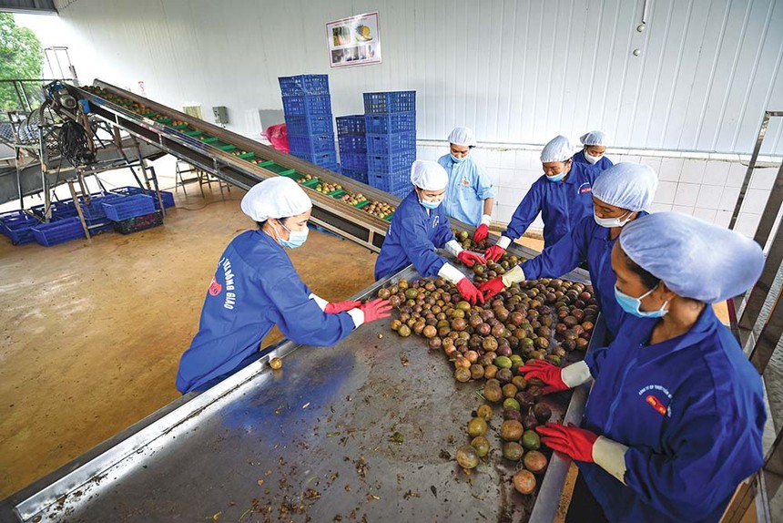 Hàng hóa Việt Nam được xuất khẩu sang hơn 200 thị trường trên toàn cầu