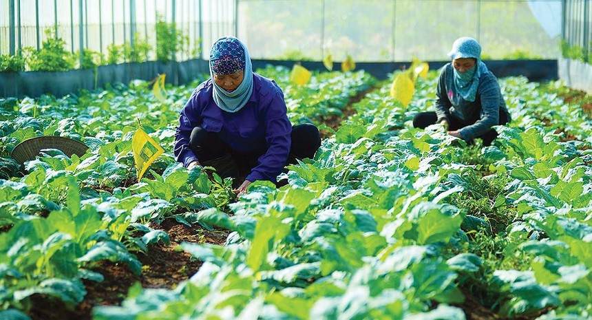 Mô hình trồng rau hữu cơ đem lại hiệu quả kinh tế cao, góp phần xây dựng nông thôn mới