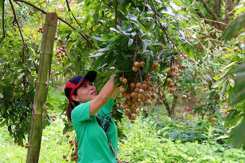 HSBC: Nông nghiệp là điểm sáng duy nhất trong lĩnh vực xuất khẩu của Việt Nam