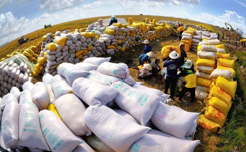 Giá gạo 5% tấm xuất khẩu của Việt Nam hôm 31/8 đạt 643 USD/tấn, cao hơn 10 USD/tấn so với gạo cùng loại của Thái Lan.