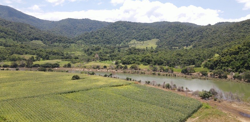 Khu vực đầu nguồn hồ thủy lợi Sông Cái đang bị người dân lấn chiếm trên 10 ha để trồng bắp. Nguồn: NTV. 