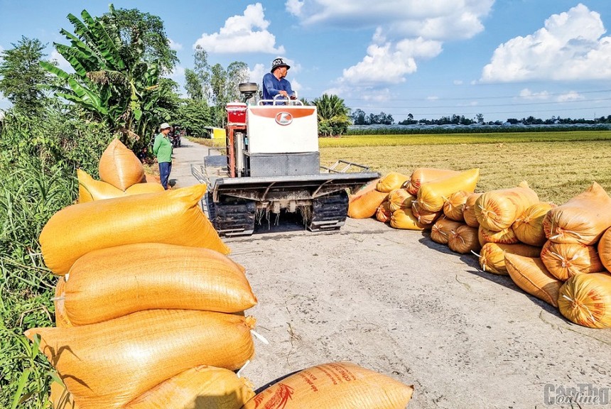 Giá gạo Việt Nam tăng nhẹ trở lại sau khi Philippines công bố chính sách mới