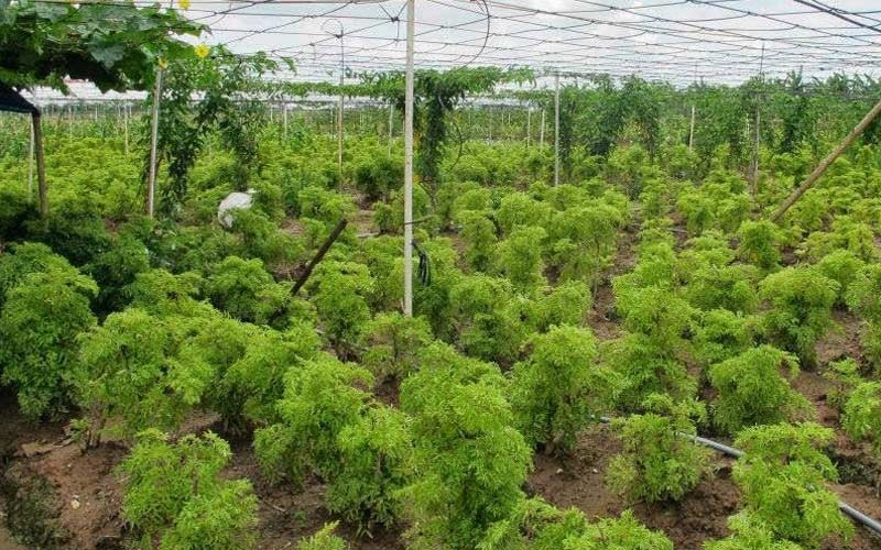 Ninh Thuận tìm nhà đầu tư cho dự án trồng cây dược liệu rộng gần 30 ha 