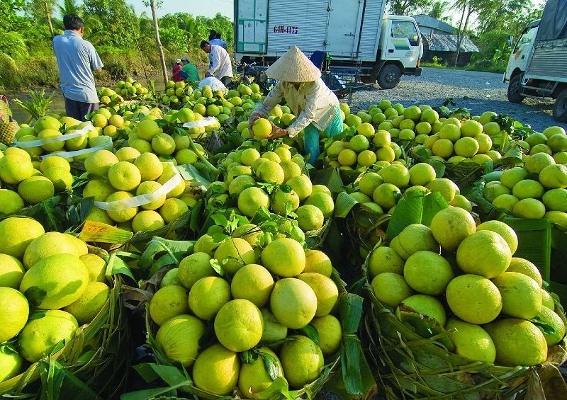 Nông nghiệp Việt Nam: Lĩnh vực luôn nổi trội hơn tất thảy