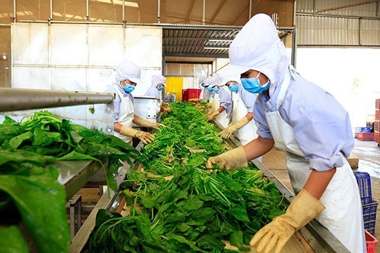 Nông sản Việt Nam xuất khẩu sang EU thực hiện nghiêm các tiêu chuẩn vệ sinh an toàn thực phẩm. 