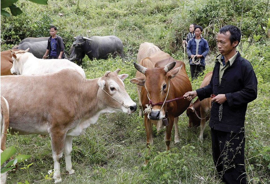 Gia đình anh Hầu Sáo Vừ, dân tộc Mông ở xã Bát Đại Sơn, huyện Quản Bạ, tỉnh Hà Giang vay 50 triệu đồng nuôi bò sinh sản
