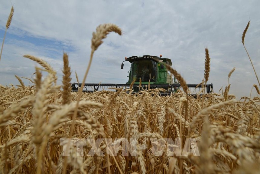 Thu hoạch lúa mỳ tại Stavropol, Nga. Ảnh: AFP/TTXVN
