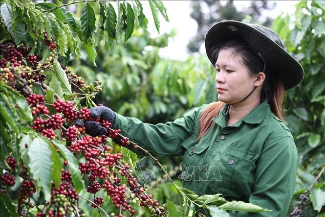 Công nhân Công ty TNHH sản xuất và thương mại Vương Thành Công (Đắk Lắk) thu hoạch cà phê. Ảnh: Tuấn Anh/TTXVN