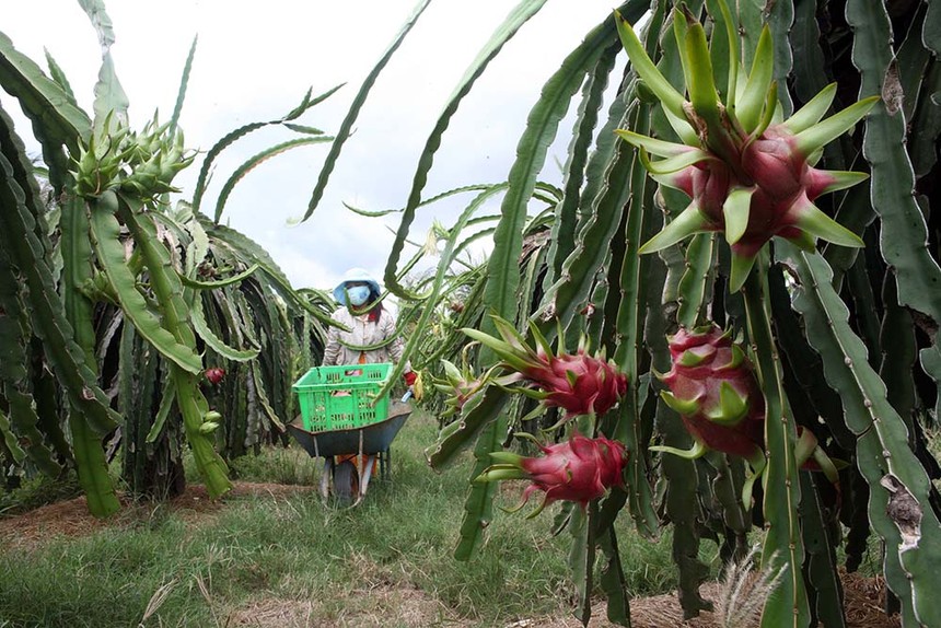 Trung Quốc là thị trường xuất khẩu chủ lực của trái thanh long Việt Nam Ảnh: Đức Thanh