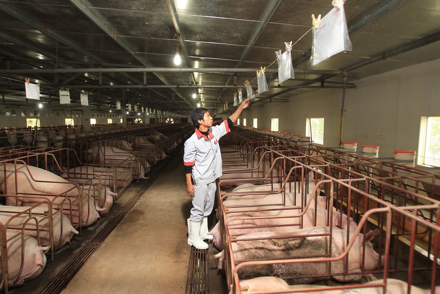 Siba Group sản xuất khung nhà kèo thép cho trang trại heo, nhà xưởng công nghiệp