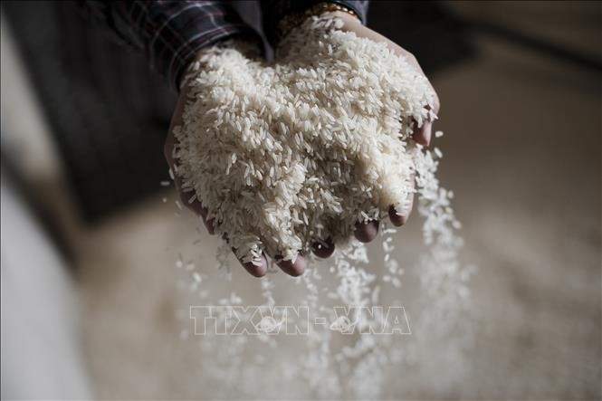 Philippines dự kiến nhập khẩu lượng gạo cao kỷ lục là 3,8 triệu tấn vào năm 2024. Ảnh: AFP/TTXVN