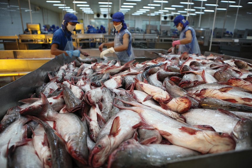 Cả tôm và cá tra đều có triển vọng đẩy mạnh xuất khẩu
