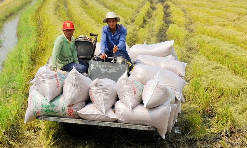 Việt Nam có thể xuất khẩu hơn 8 triệu tấn gạo trong năm 2024.