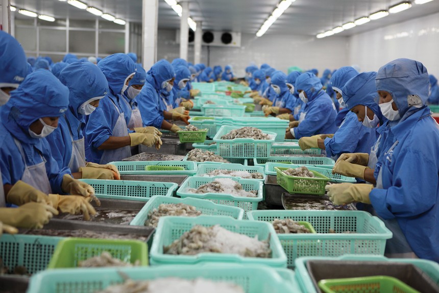 Hai sản phẩm xuất khẩu chủ lực của ngành thủy sản Việt Nam là tôm và cá tra
