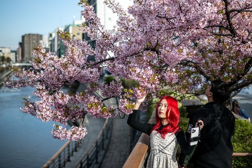 Người dân chiêm ngưỡng vẻ đẹp hoa anh đào tại Tokyo, Nhật Bản, ngày 11/3/2024. (Ảnh: AFP/TTXVN)