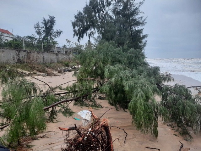 Tình trạng xâm thực nước biển gây sạt lở bờ biển tại phường Quảng Phúc, thị xã Ba Đồn