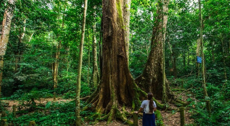 Việt Nam có thể thu thêm 51,5 triệu USD từ tín chỉ carbon rừng