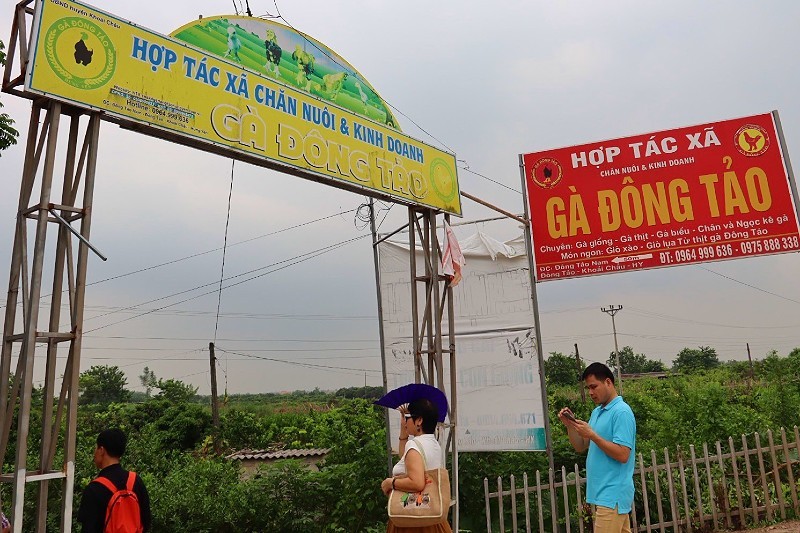 Hợp tác xã chăn nuôi và kinh doanh gà đông tảo tại huyện Khoái Châu, tỉnh Hưng Yên. (Ảnh: Nguyễn Linh)