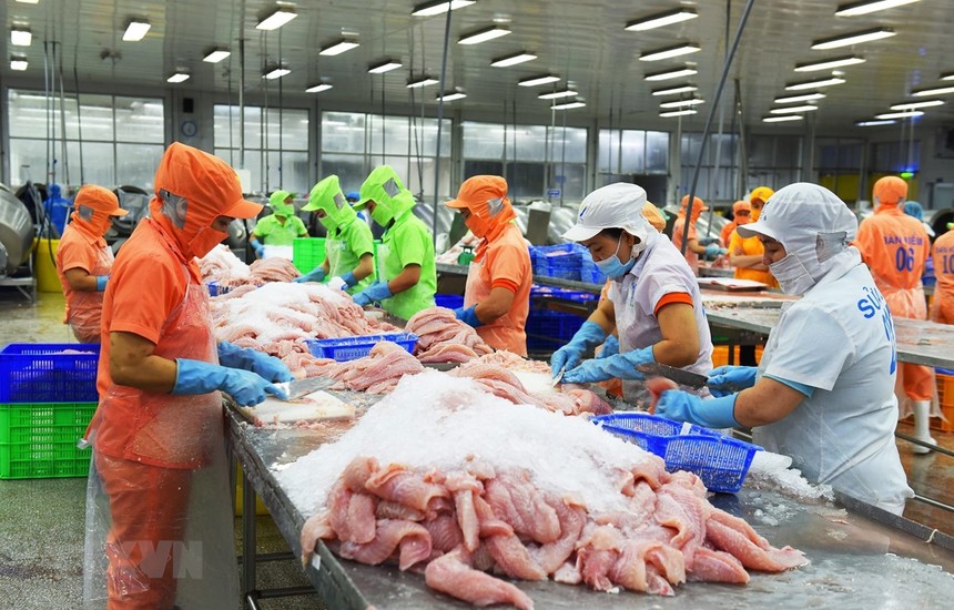 Xuất khẩu cá tra 7 tháng đầu năm ước đạt 1 tỷ USD