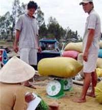 VND lên giá không có lợi cho người làm hàng xuất khẩu, trong đó có nông dân trồng lúa.