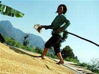 Cho xuất khẩu gạo để bảo vệ quyền lợi nông dân nhưng không để ảnh hưởng đến giá gạo trong nước.