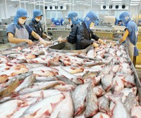Con cá tra Việt Nam nhiều lần bị cạnh tranh bằng các rào cản thuế quan và phi thuế quan.