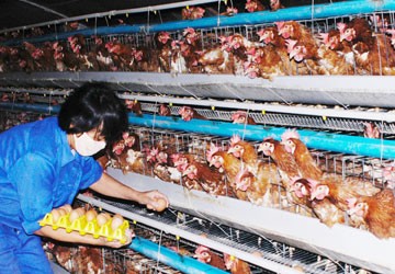 C.P Việt Nam đang chiếm phần lớn thị phần gà công nghiệp trong nước. Ảnh: CTV