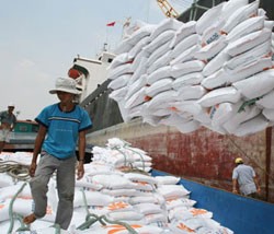 CCM mở rộng hoạt động sang xuất khẩu gạo
