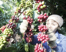 Thương hiệu cà phê Việt vẫn chưa được định vị trên thế giới
