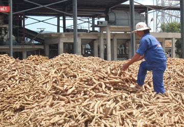 Chỉ trong vòng hai tháng, Công ty Cổ phần Tinh bột sắn Sông Hinh (Phú Yên) đã liên tục giảm giá mua nguyên liệu đến sáu lần. Ảnh: TẤN LỘC