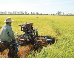 Xuất khẩu gạo của Việt Nam tăng, một phần do sự suy yếu của các đối thủ cạnh tranh