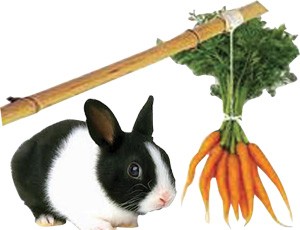 Cây gậy và củ cà rốt
